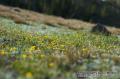 _IGP6145 meadow detail